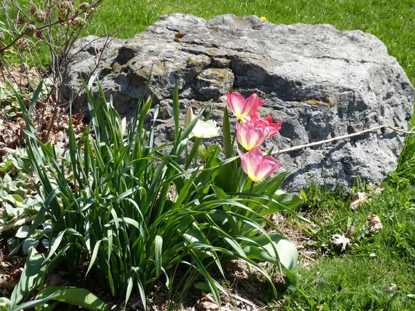 Tulipes Roses Sur Lit Fleurs — Photo