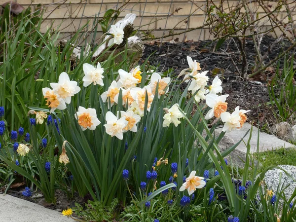 White daffodis on the flower bed on the flower bed