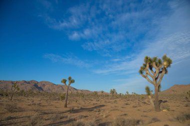 Çöl Joshua Tree National Park, California ağaçları ile