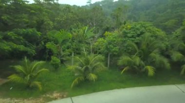 Phuket, Tayland 'daki panoramik orman manzarası. Drone yavaşça ormana yaklaşıyor. Görünür palmiye ağaçları, çimenler, ağaçlar, yollar.