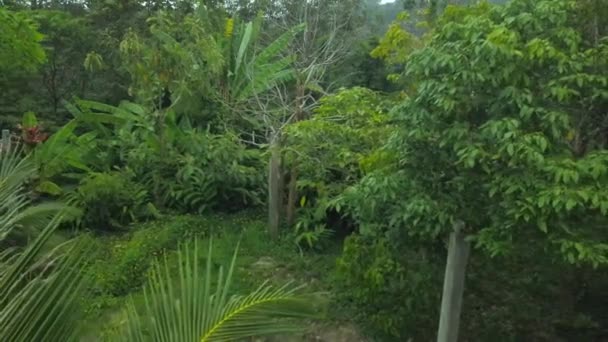 Panoramautsikt Över Djungeln Phuket Thailand Drönaren Rör Sig Långsamt Bort — Stockvideo