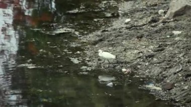 Beyaz balıkçıl bataklık, kirli ve dağınık bir sahil boyunca yürüyor. Bataklık suyu. Gri göl kıyısında.