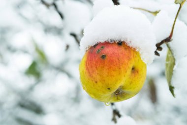 Kar cap içinde elma