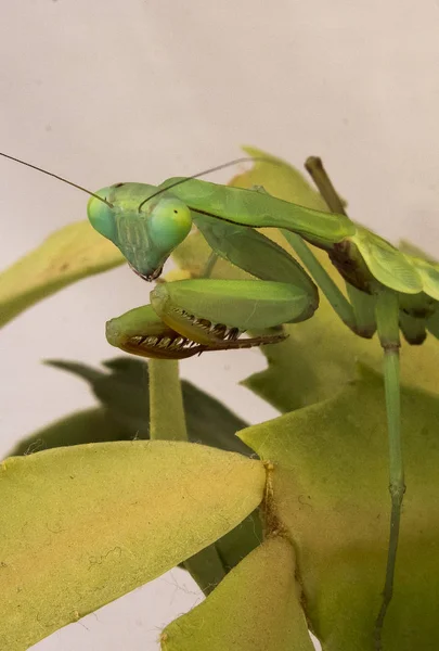 Esperando mantis orante — Foto de Stock