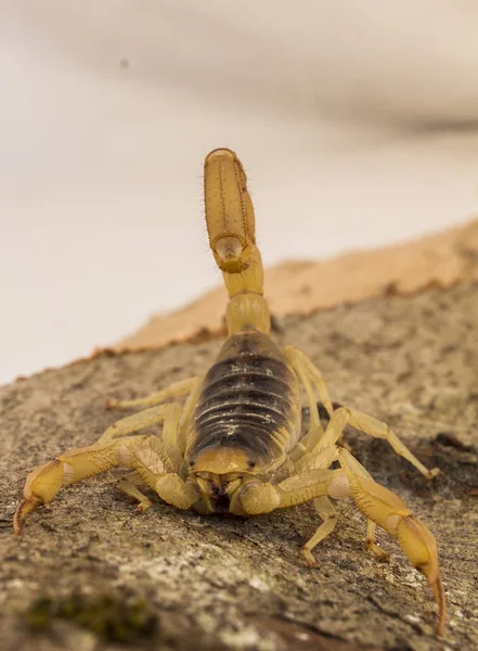 Pouštní chlupatý scorpion — Stock fotografie