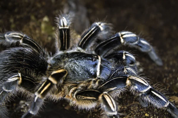 Tarantula, zbliżenie — Zdjęcie stockowe