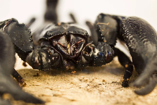 Skorpion aus nächster Nähe — Stockfoto