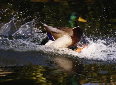 vahşi içinde ördek yaşayan