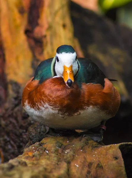 Duck Living Wild — Stock Photo, Image