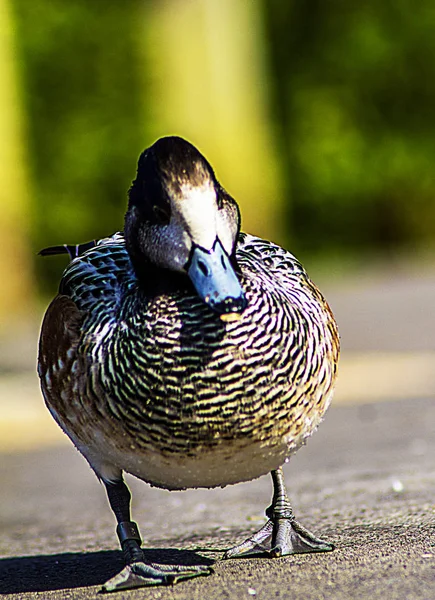 Duck Living Wild — Stock Photo, Image