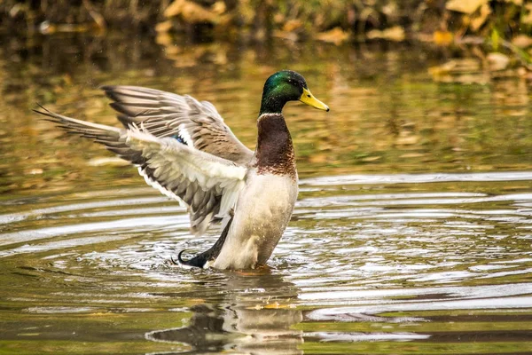 Duck Living Wild — Stock Photo, Image