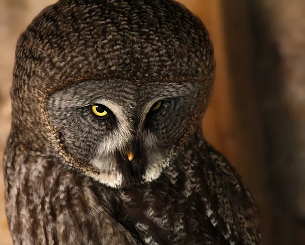 Captive Great Grey Owl — Stock Photo, Image