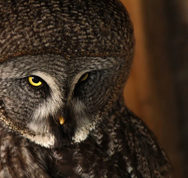 Captive Great Grey Owl — Stock Photo, Image