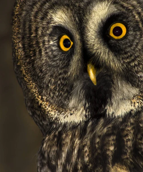 Captive Great Grey Owl — Stock Photo, Image