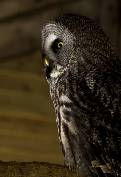 Captive Great Grey Owl — Stock Photo, Image