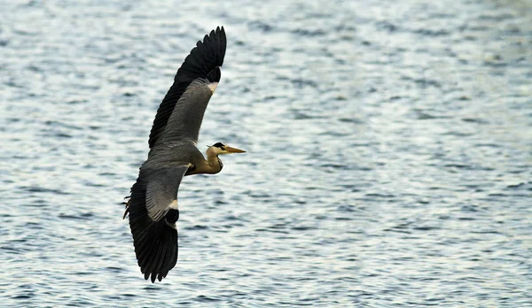 Heron Living Wild — Stock Photo, Image