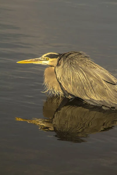 Heron Living Wild — Stock Photo, Image