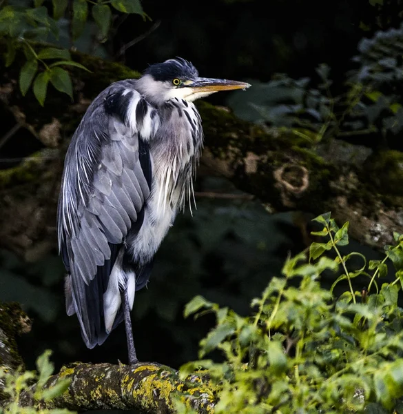 Heron Living Wild — Stock Photo, Image