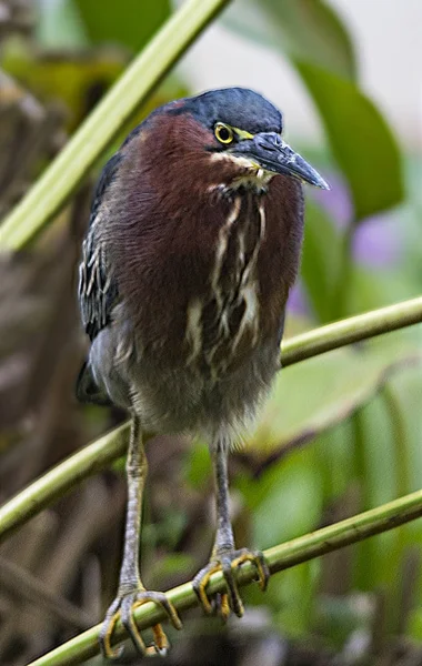 Heron Living Wild — Stock Photo, Image