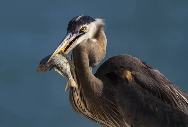 Heron Living Wild — Stock Photo, Image