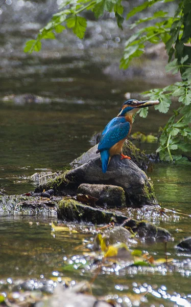 vahşi İngiliz kingfisher