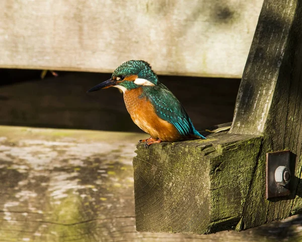 イギリス野生のカワセミ — ストック写真