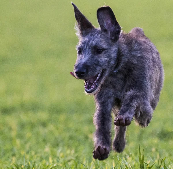 Aile evde beslenen hayvan köpek