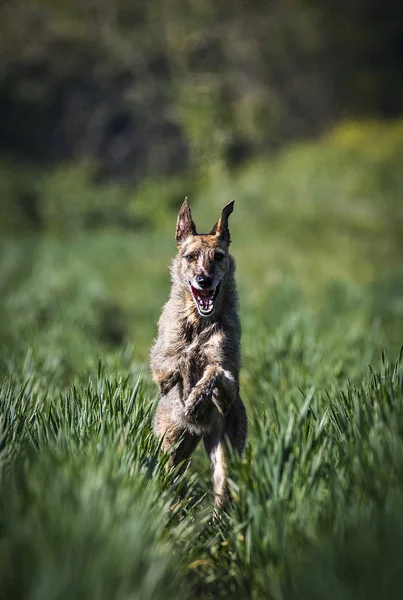 Aile evde beslenen hayvan köpek