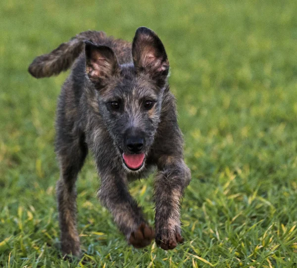 Aile evde beslenen hayvan köpek