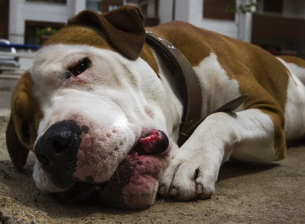 Aile evde beslenen hayvan köpek