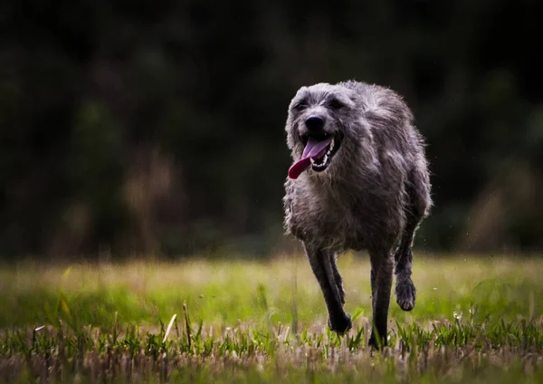 Familie huisdier hond — Stockfoto