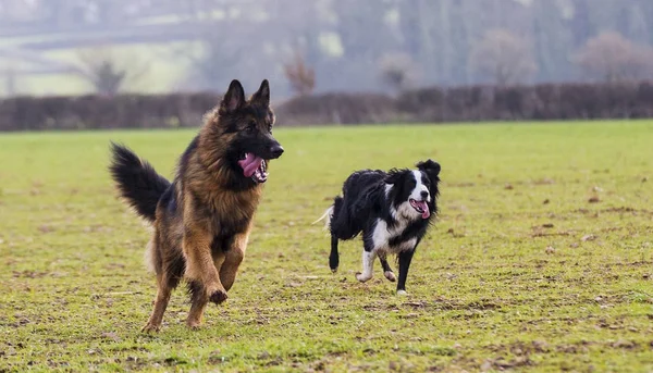 Aile evde beslenen hayvan köpek