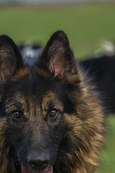 Aile evde beslenen hayvan köpek