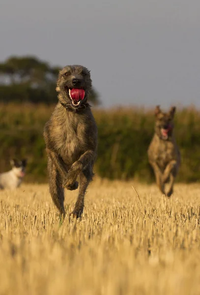 Aile evde beslenen hayvan köpek