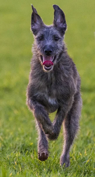 Aile evde beslenen hayvan köpek