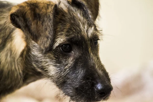 Aile evde beslenen hayvan köpek