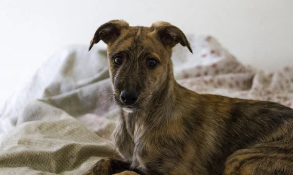Aile evde beslenen hayvan köpek