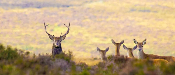 Wild Deer Living Wild — Stock Photo, Image
