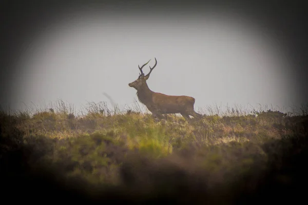 Wild Deer Living Wild — Stock Photo, Image