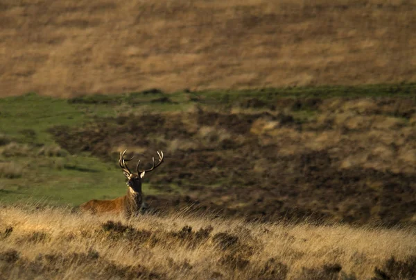 Wild Deer Living Wild — Stock Photo, Image