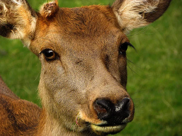 Wild Deer Living Wild — Stock Photo, Image