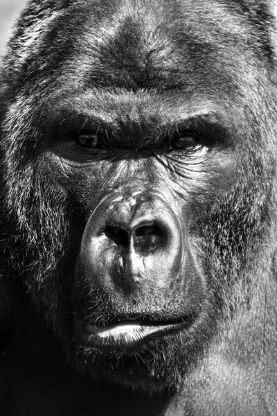 gorilla face close up