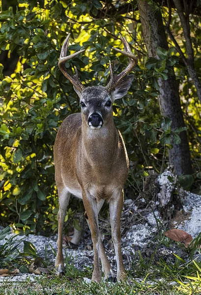 Wild Deer Living Wild — Stock Photo, Image