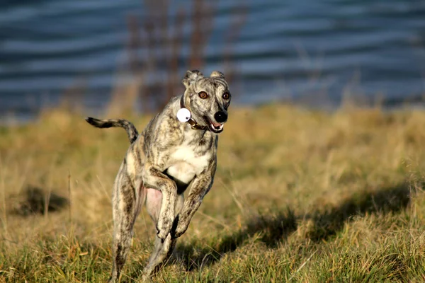 Familie huisdier hond — Stockfoto