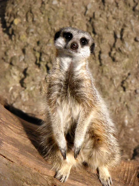 Meerkat esir yakın