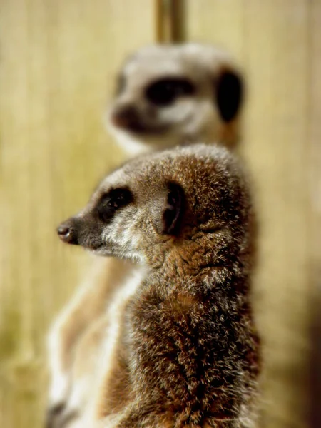 Meerkat esir yakın