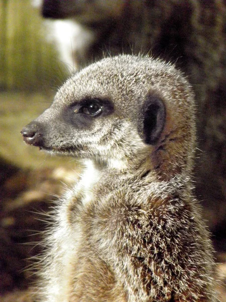 Meerkat Close Captive — Stock Photo, Image