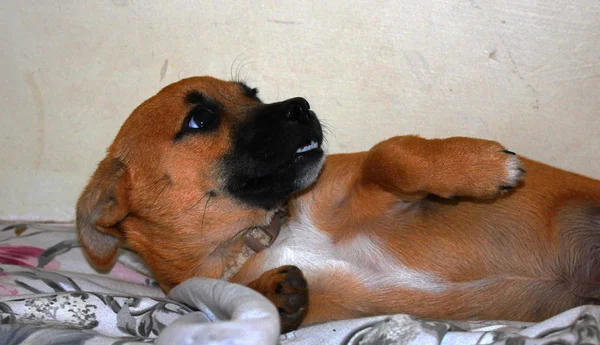 Aile evde beslenen hayvan köpek