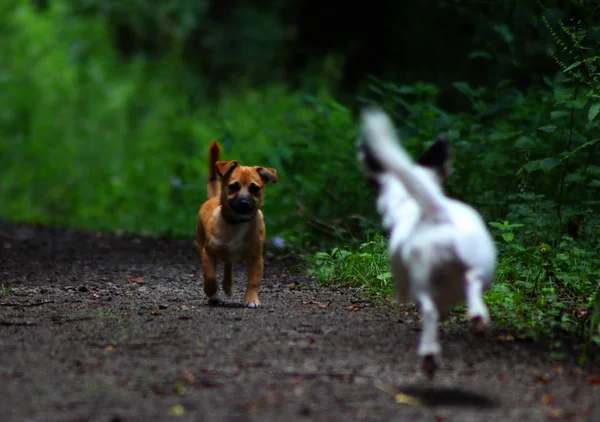 Aile evde beslenen hayvan köpek