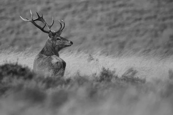 Exmoor red deer — Zdjęcie stockowe